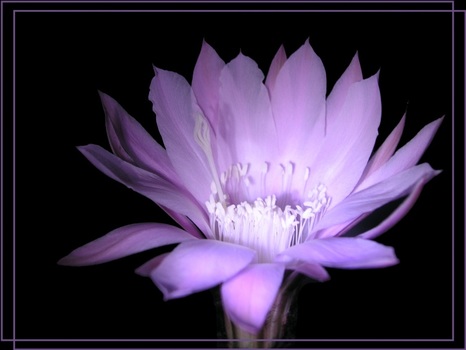 Kakteen (5) - Echinopsis