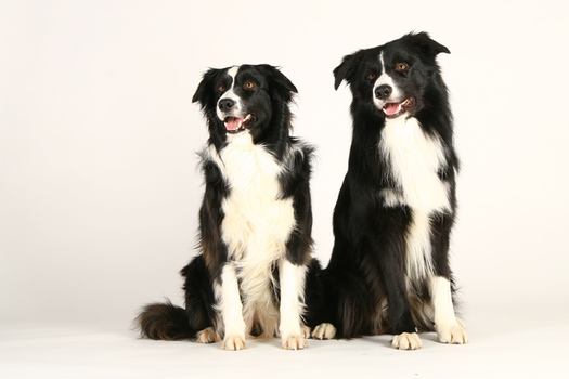 duo
