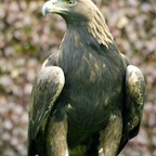Greivogelschau Rosenburg
