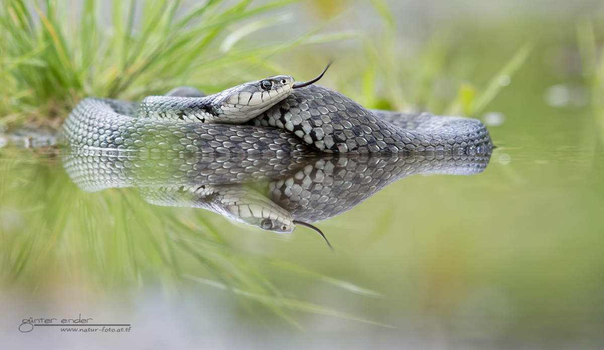 Natrix Natrix Helvetica