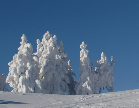 Gruß vom Winter