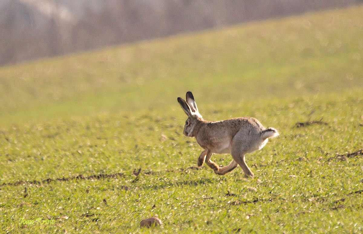Anlauf zu springen