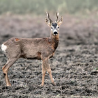 Rehbock (Capreolus capreolus)