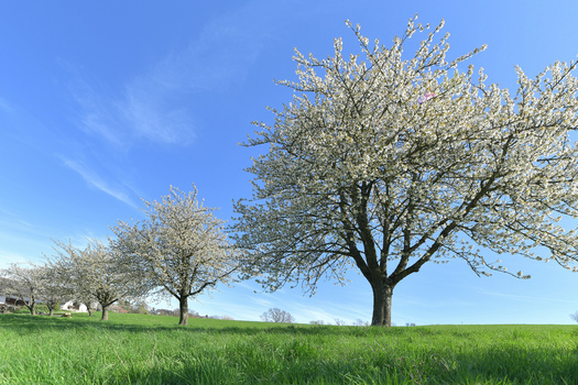 Kirschblüten