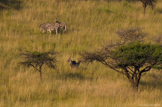Afrika #13 Zebras und Wasserböcke