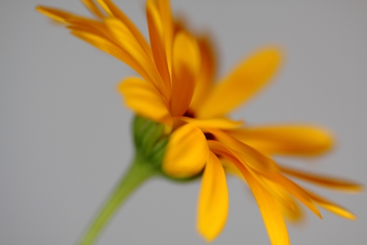 Blüte