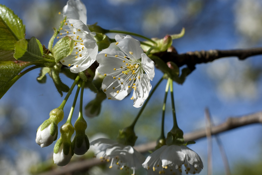 Kirschblüte