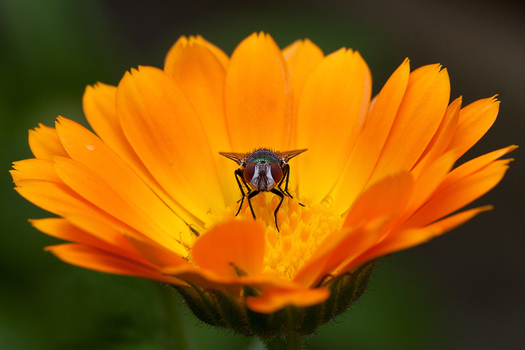Fly