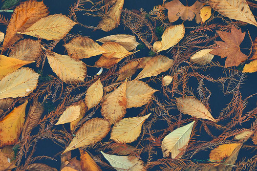 Herbst
