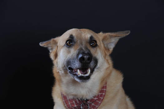 Hund namens Einstein