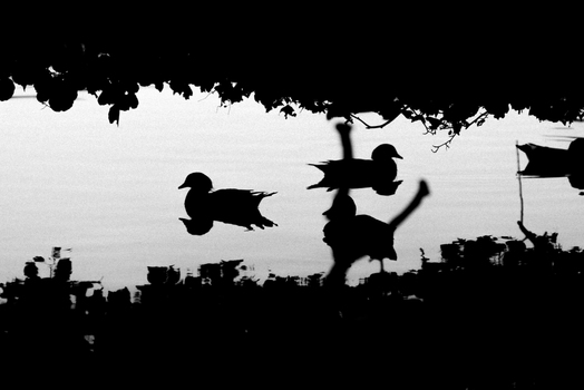 Project 365: #222 - Ducks and Shadows
