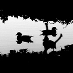 Project 365: #222 - Ducks and Shadows