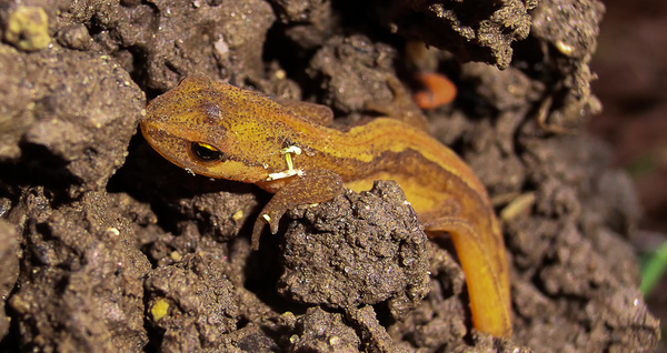 Teichmolch