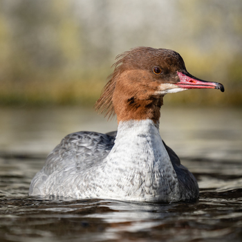 Gänsesäger Weibchen