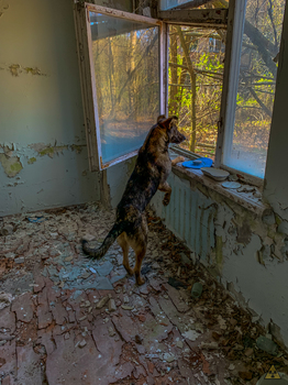 Dog Alpha