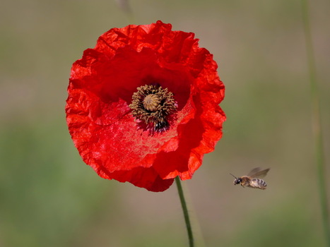 Klatschmohn