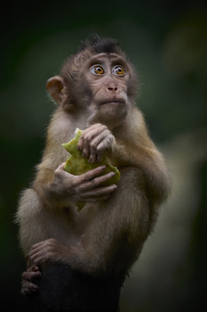Makake