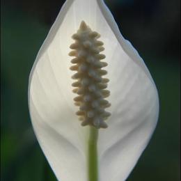 White Blossom