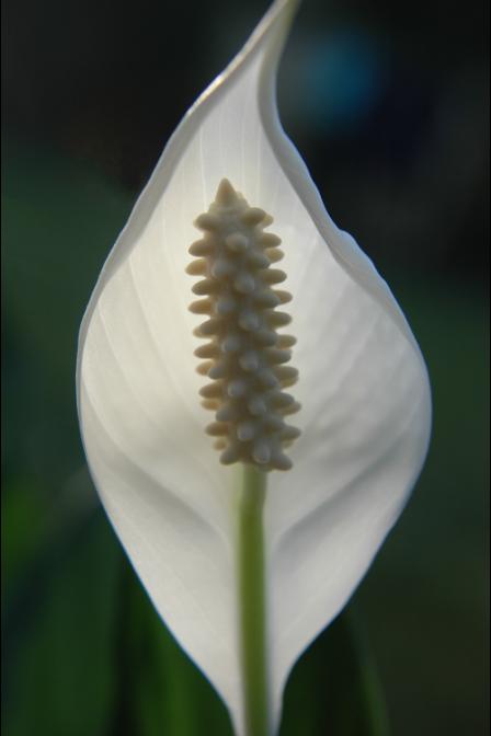 White Blossom