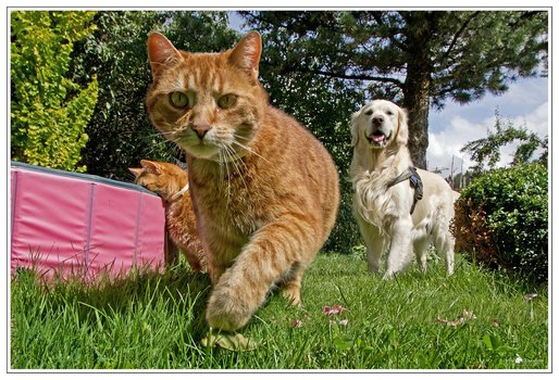 Cats & a Dog