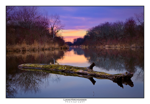 Morgens in der Lobau