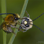 Langhornbienen