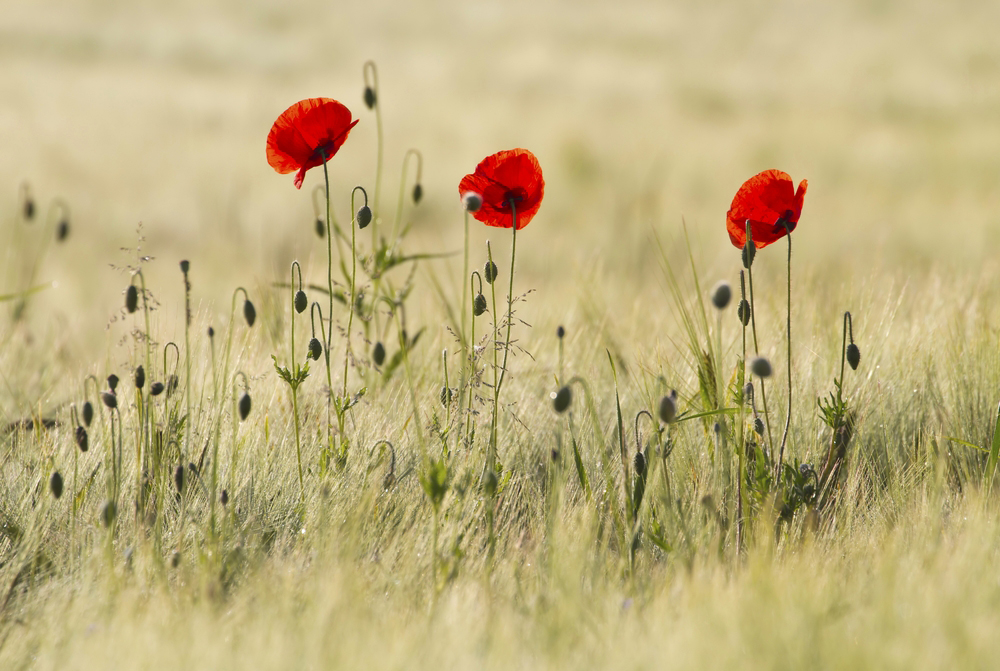 die Natur malt ...