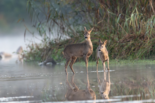 Rehe