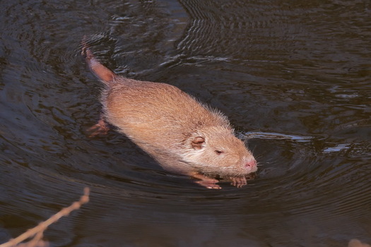 Nutria "Gold"
