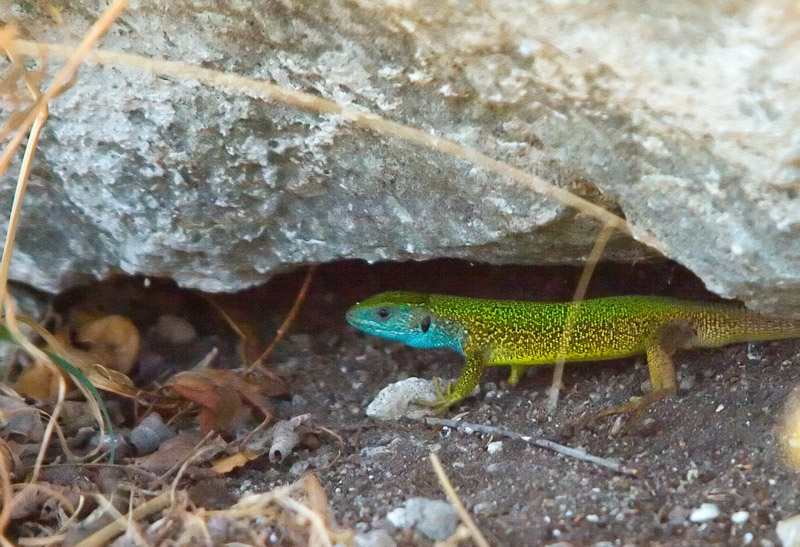 Lacerta viridis