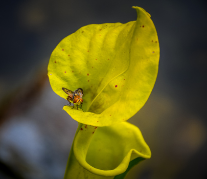 Fleischfresser
