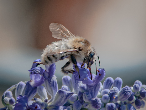 Wildbiene bei der Arbeit