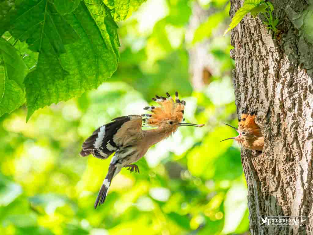 Wiedehopf füttert Jungvogel
