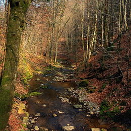 Im Wald
