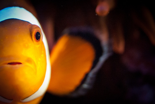 Amphiprion ocellaris
