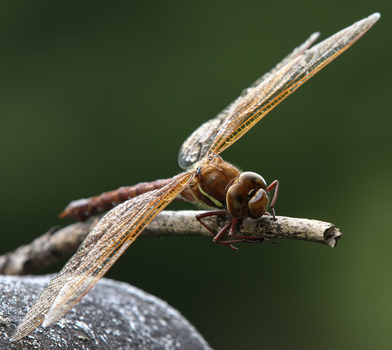 Libelle