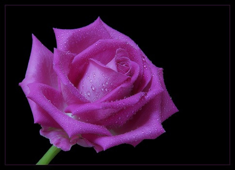 Zarte Rose