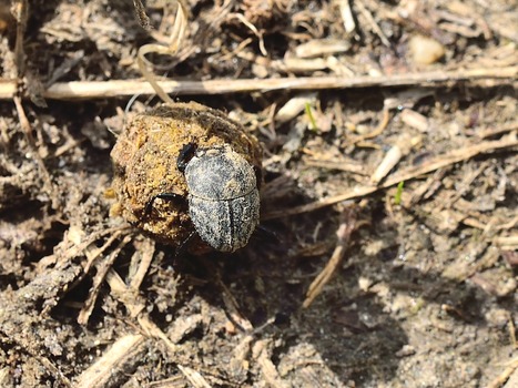 Matter Pillendreher (Sisyphus schaefferi)