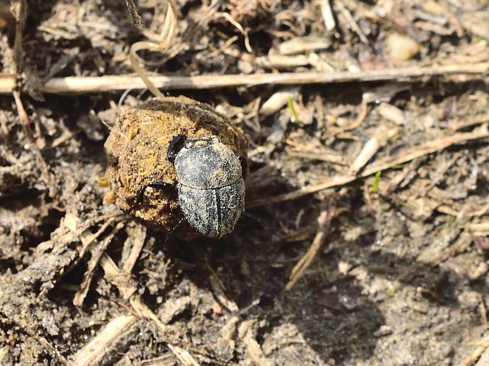 Matter Pillendreher (Sisyphus schaefferi)