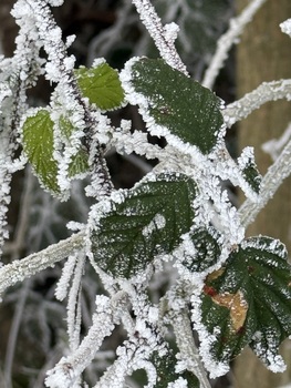 Morgenreif