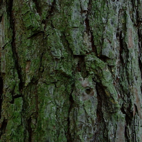 Die Gesichter des Waldes 7.