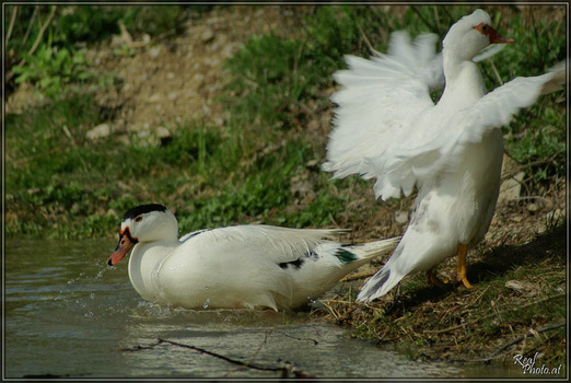 Enten #1