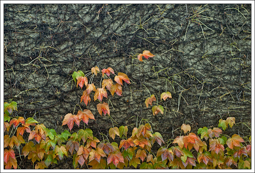 Herbstwand