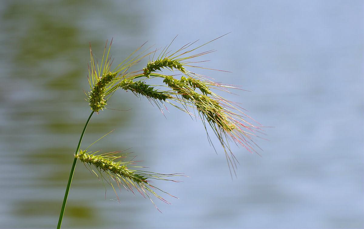 Einfach Grass