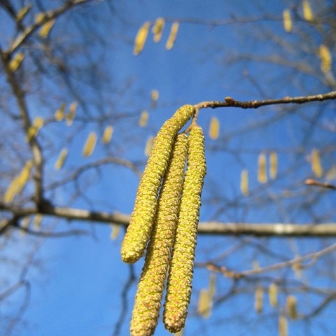 Die Natur erwacht