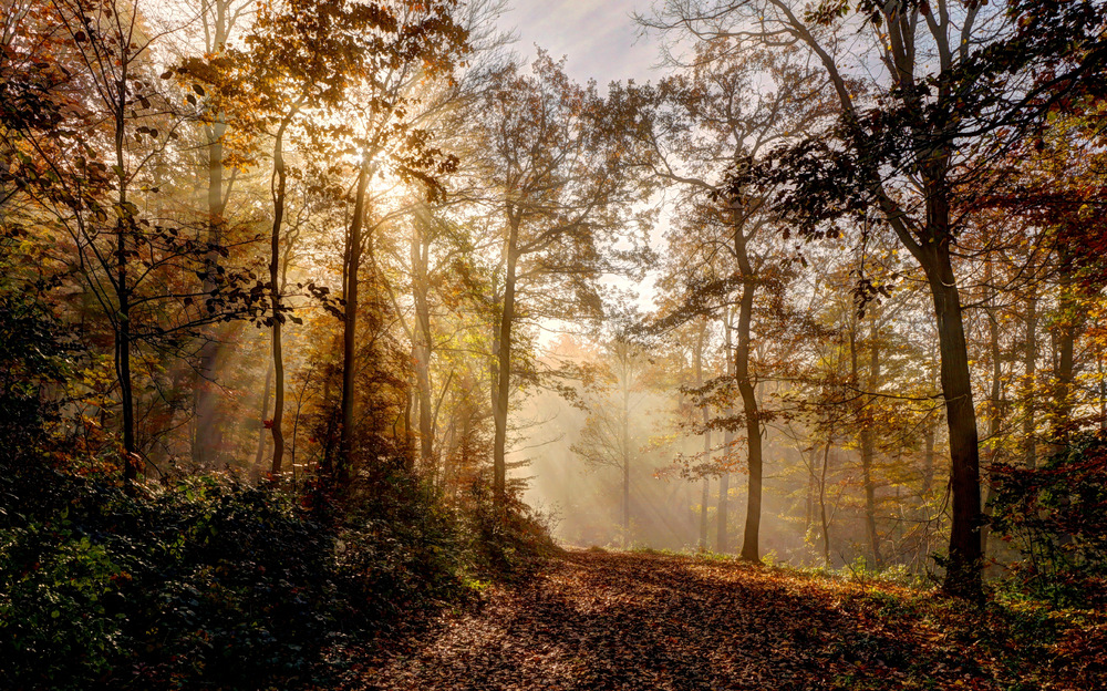 Nebel trifft Sonne am Anninger