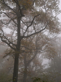 Herbstnebel 3