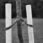 Urbane Vegetationen