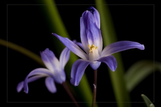 blüten im studio