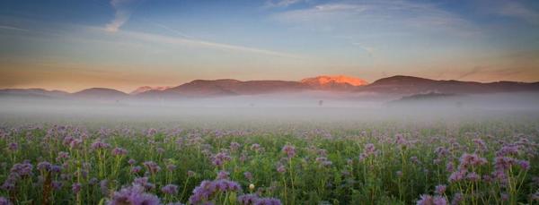 Morgennebel